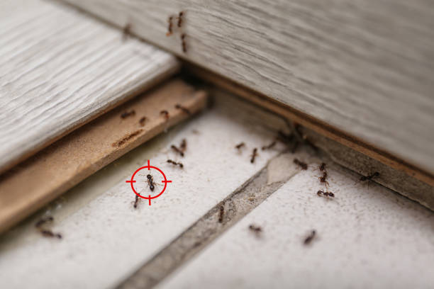 Best Wasp Removal Services  in Enosburg Falls, VT