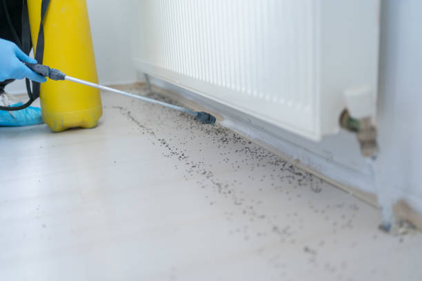 Best Termite Control Services  in Enosburg Falls, VT